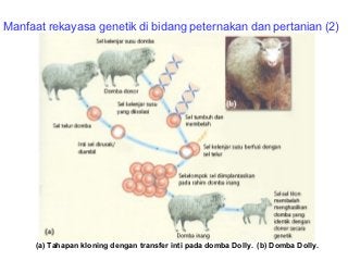 Detail Gambar Dan Skema Klona Inti Nomer 32