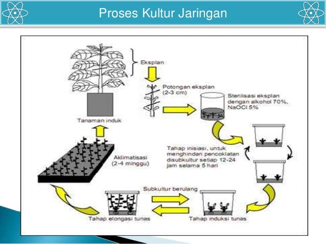 Detail Gambar Dan Skema Kultur Jaringan Nomer 11