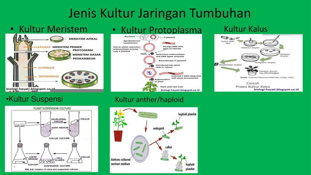 Detail Gambar Dan Skema Kultur Jaringan Nomer 17