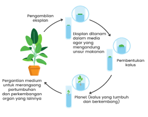 Detail Gambar Dan Skema Kultur Jaringan Nomer 23