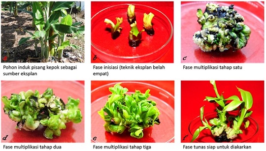 Detail Gambar Dan Skema Kultur Jaringan Nomer 34