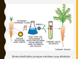 Detail Gambar Dan Skema Kultur Jaringan Nomer 46