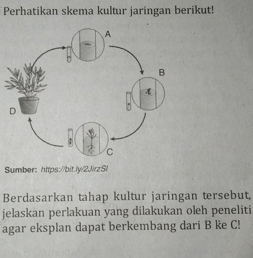 Detail Gambar Dan Skema Kultur Jaringan Nomer 7