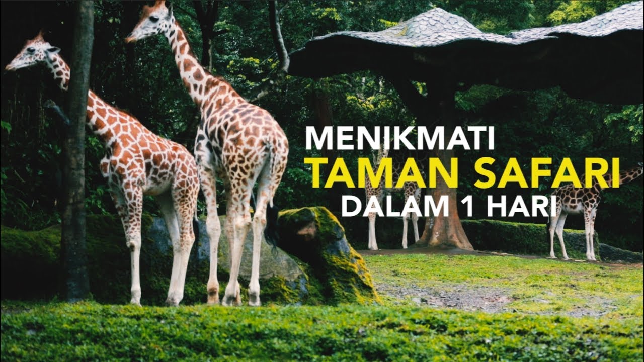 Detail Gambar Dan Taman Safari 1 Nomer 19