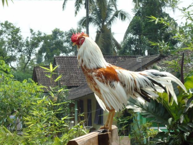 Detail Gambar Dan Ukuran Kandang Ayam Ketawa Nomer 18