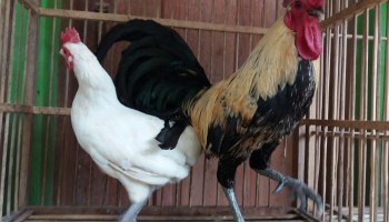 Detail Gambar Dan Ukuran Kandang Ayam Ketawa Nomer 27