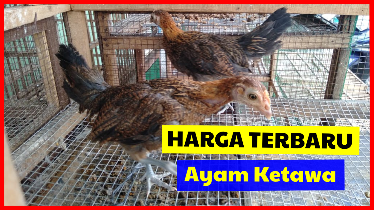 Detail Gambar Dan Ukuran Kandang Ayam Ketawa Nomer 44