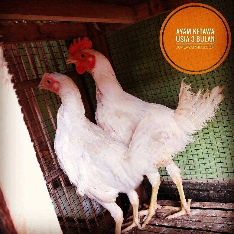 Detail Gambar Dan Ukuran Kandang Ayam Ketawa Nomer 46