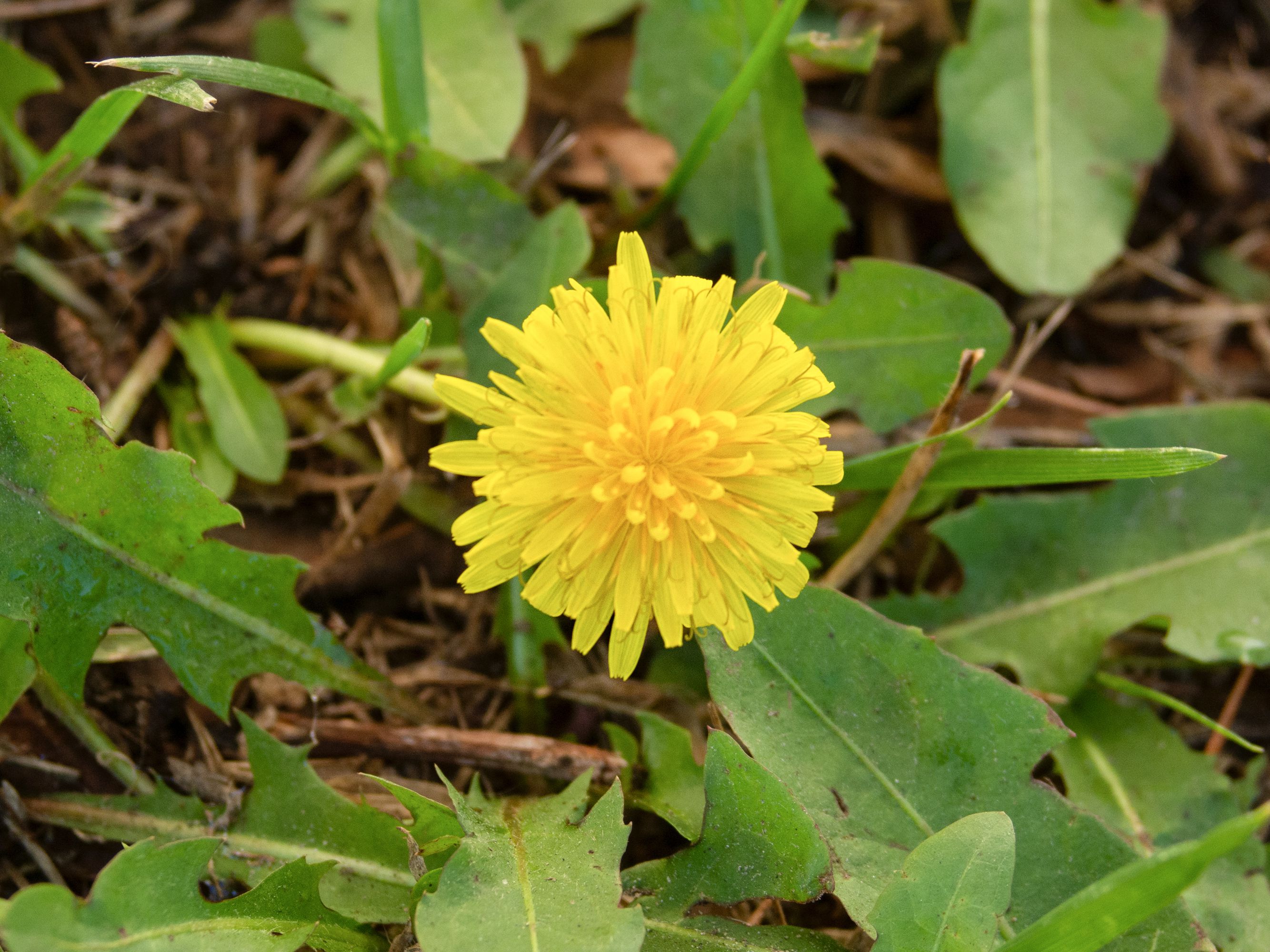 Detail Gambar Dandelion Nomer 24