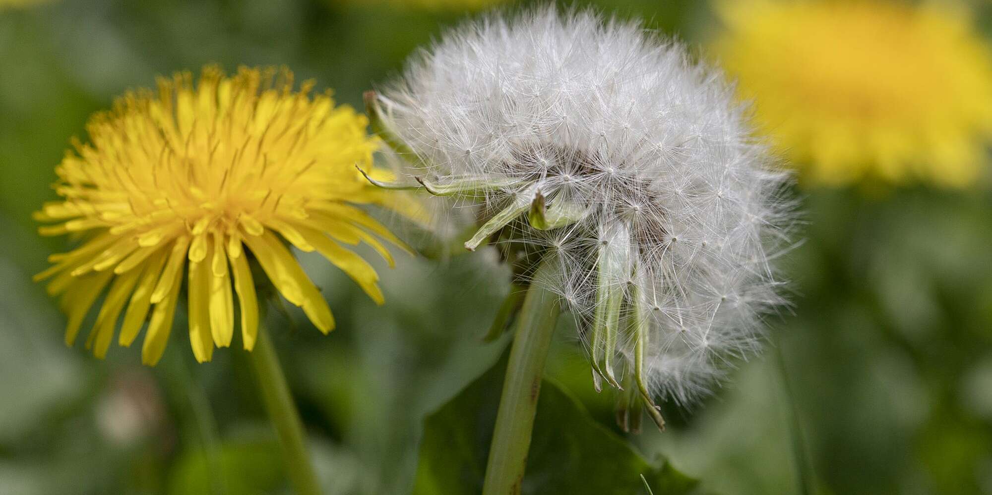 Detail Gambar Dandelion Nomer 4