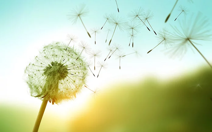 Detail Gambar Dandelion Nomer 47