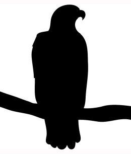 Detail Greifvogel Silhouette Nomer 8