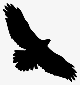 Detail Retay Eagle Nomer 14