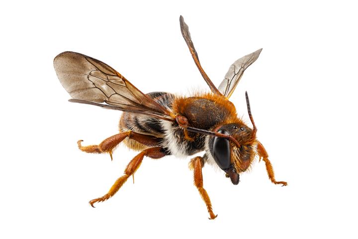 Detail Bienenarten Bilder Nomer 19