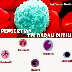 Detail Gambar Darah Gambar Darah Putih Nomer 22