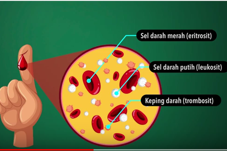 Detail Gambar Darah Gambar Darah Putih Nomer 25