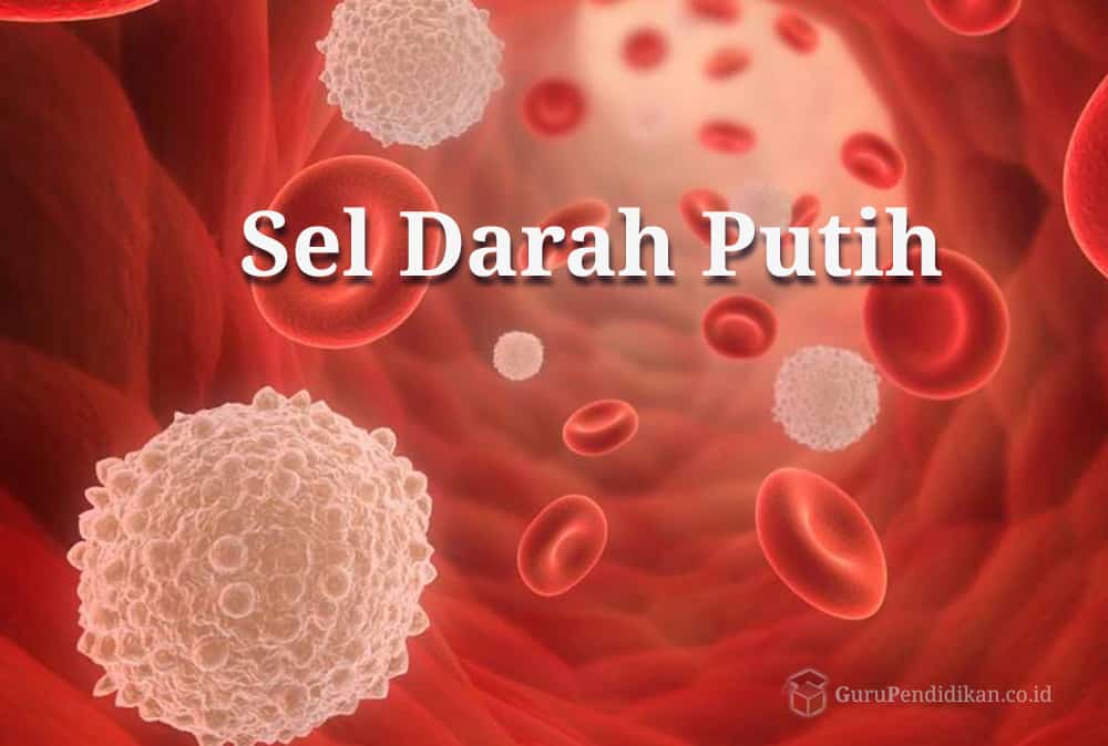 Detail Gambar Darah Gambar Darah Putih Nomer 4