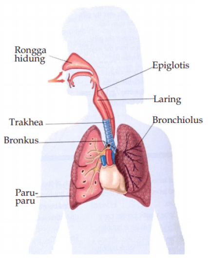 Detail Gambar Darah Gambar Sistem Respirasi Nomer 26