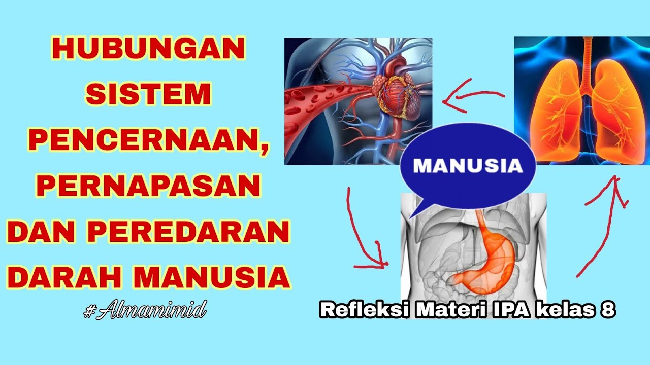 Detail Gambar Darah Gambar Sistem Respirasi Nomer 32