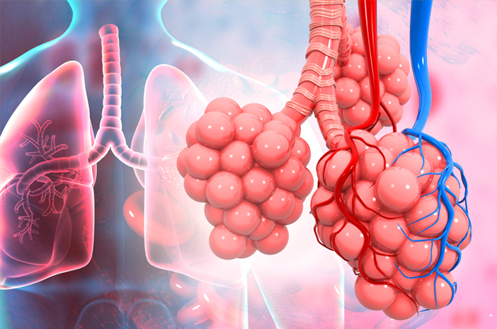 Detail Gambar Darah Gambar Sistem Respirasi Nomer 38