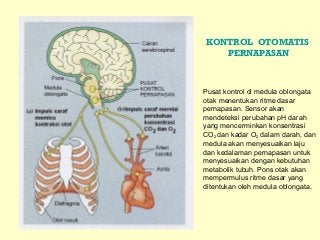 Detail Gambar Darah Gambar Sistem Respirasi Nomer 43