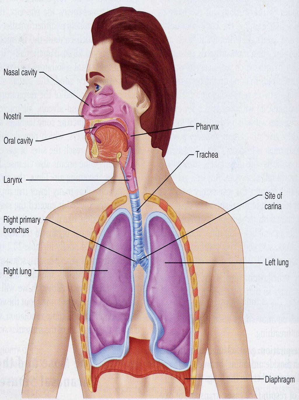 Detail Gambar Darah Gambar Sistem Respirasi Nomer 52