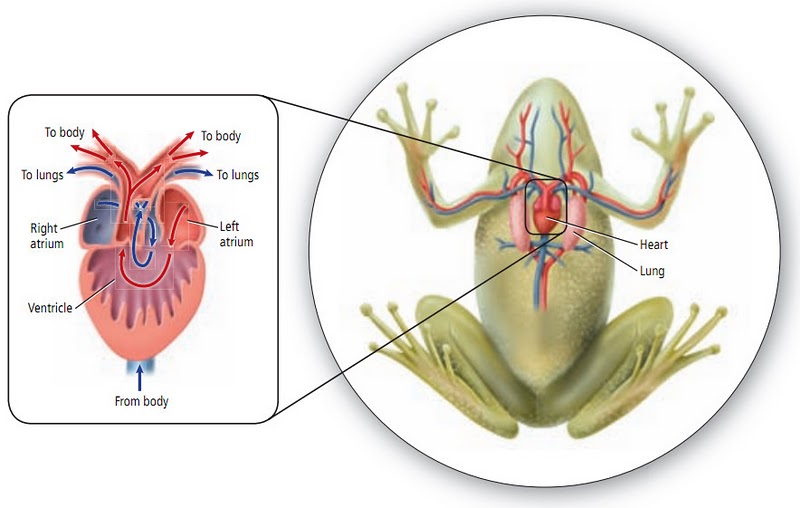 Detail Gambar Darah Katak Nomer 3