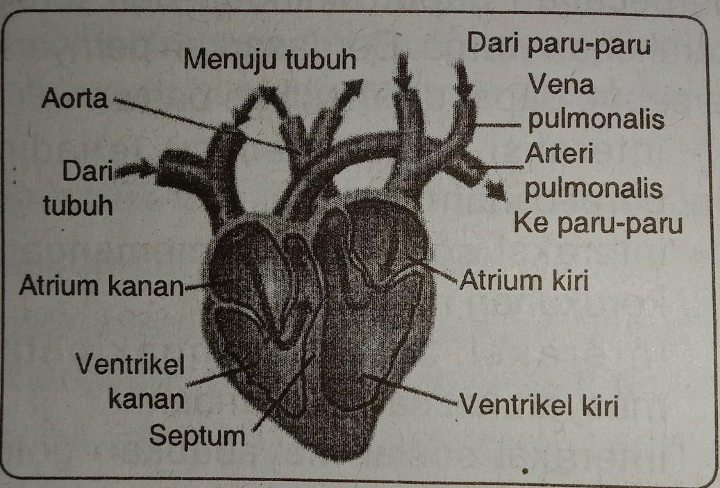 Detail Gambar Darah Katak Nomer 24