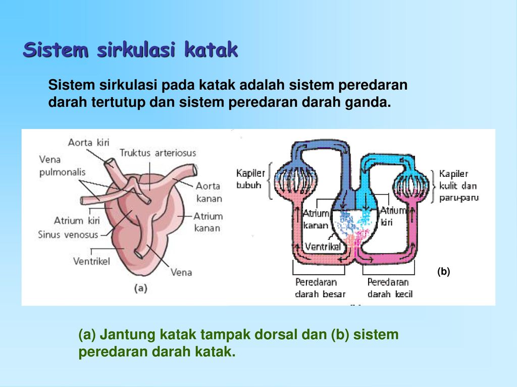 Detail Gambar Darah Katak Nomer 30