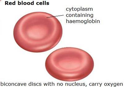 Detail Gambar Darah Penegrtian Sel Darah Merah Nomer 21