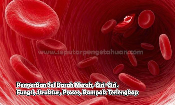 Detail Gambar Darah Penegrtian Sel Darah Merah Nomer 3