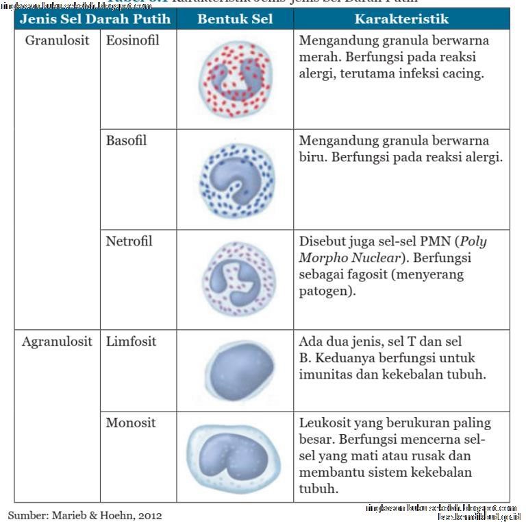 Detail Gambar Darah Penegrtian Sel Darah Merah Nomer 47