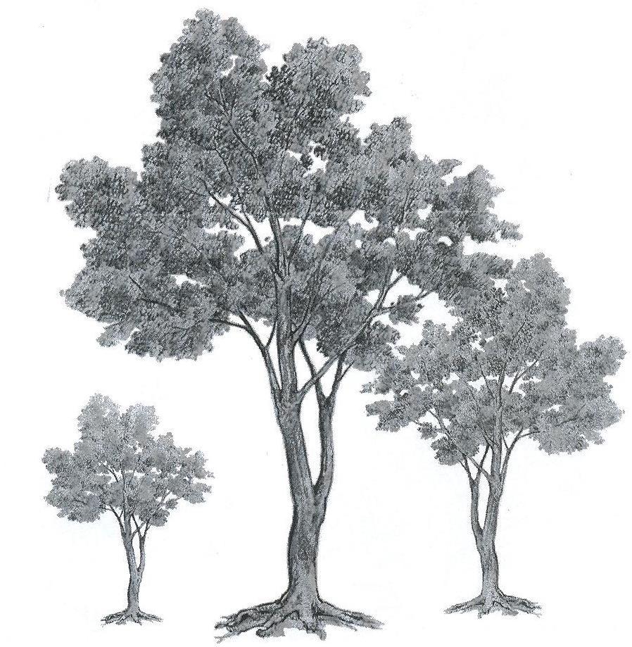Detail Gambar Dari Garis Komposisi Garis Pohon Nomer 43