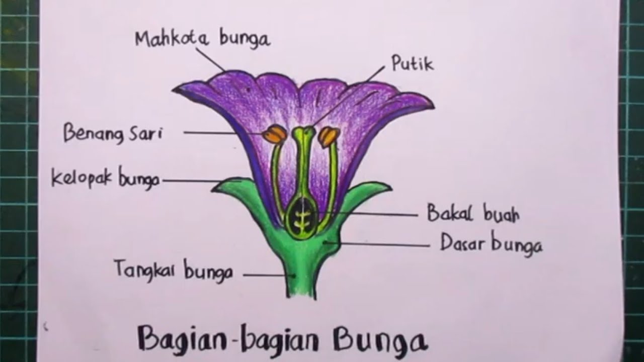 Detail Gambar Dasar Bunga Nomer 37