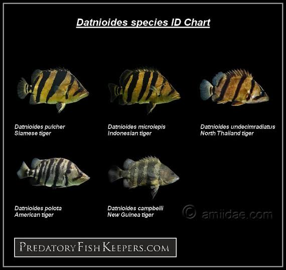 Detail Gambar Datnioides Pulcher Nomer 47