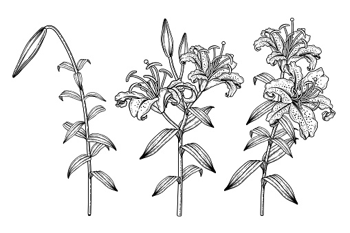 Detail Gambar Daun 2 Dimensi Nomer 37