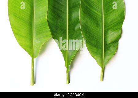 Detail Gambar Daun 2 Dimensi Nomer 40