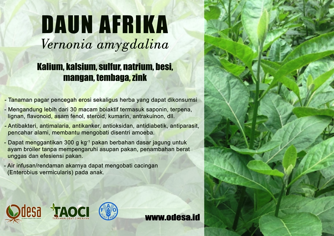 Detail Gambar Daun Afrika Nomer 22