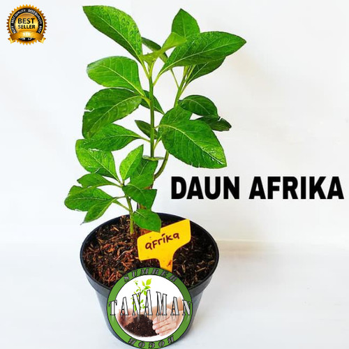 Detail Gambar Daun Afrika Nomer 23