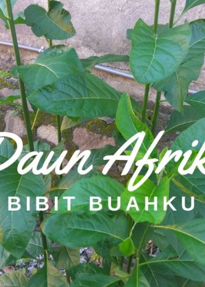 Detail Gambar Daun Afrika Nomer 51