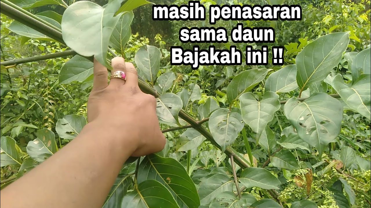 Detail Gambar Daun Akar Bajakah Nomer 2