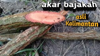 Detail Gambar Daun Akar Bajakah Nomer 23