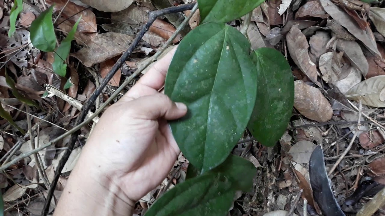 Detail Gambar Daun Akar Bajakah Nomer 46