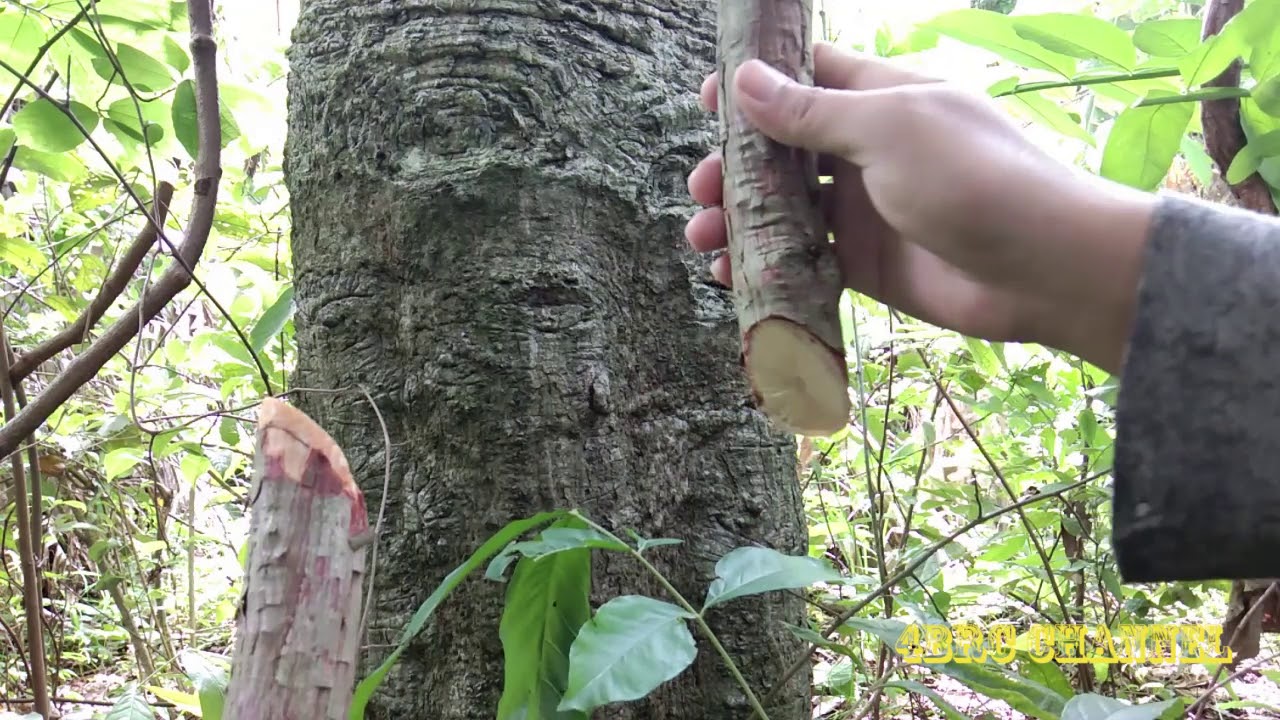 Detail Gambar Daun Akar Bajakah Nomer 50