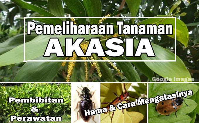 Detail Gambar Daun Akasia Nomer 33