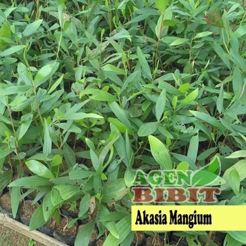 Detail Gambar Daun Akasia Nomer 45