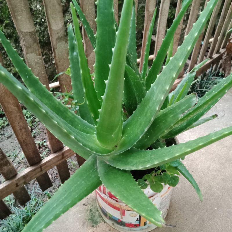 Gambar Daun Aloe Vera - KibrisPDR