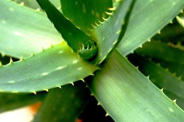 Detail Gambar Daun Aloe Vera Nomer 12