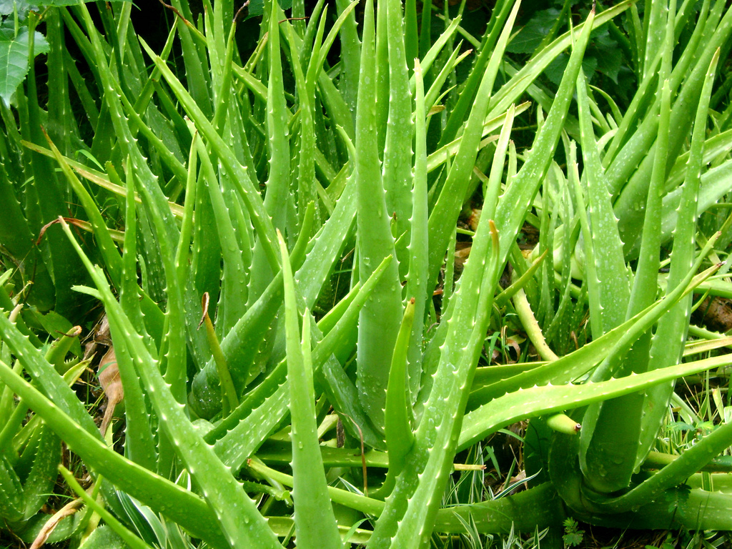 Detail Gambar Daun Aloe Vera Nomer 3