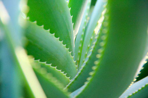 Detail Gambar Daun Aloe Vera Nomer 24